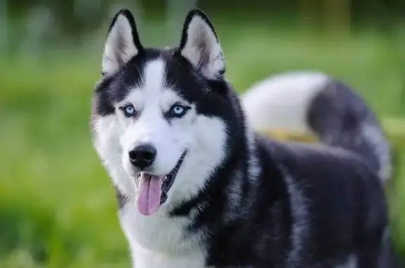 Lost Husky: Blue-Eyed Stormer on Susanna St.