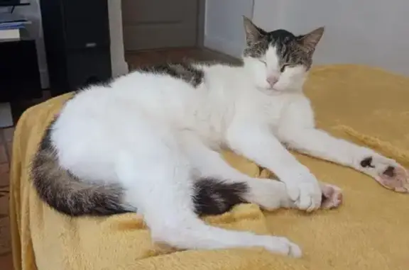 Chat mâle trouvé, rue de Montreuil, Beaucouzé - photo