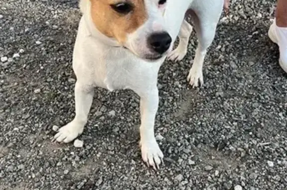 Petit chien trouvé rue de la Blanchardière - photo