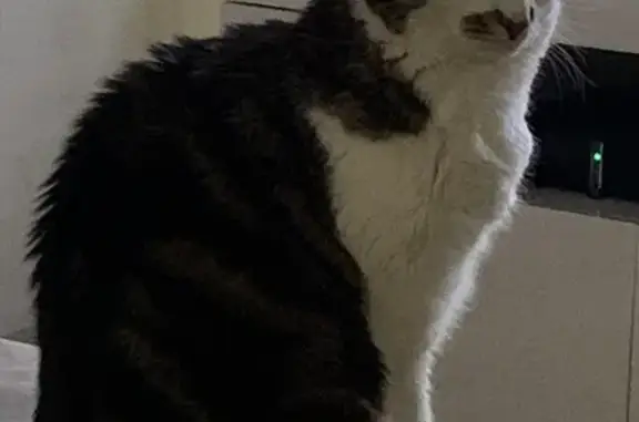 Chat perdu, , photo: Chatte tigrée perdue à Moliens, Rue Neuville