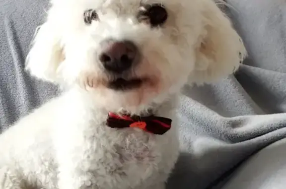 Chien perdu , photo : Chien perdu à La Chauvinière: bichon frisé