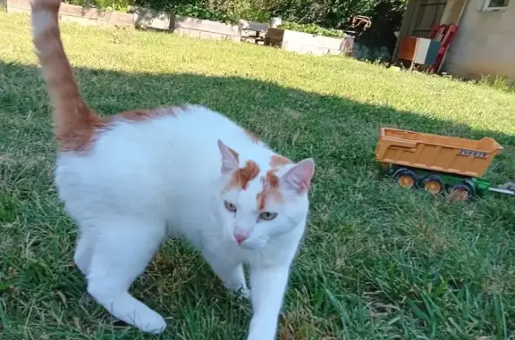 Chat mâle castré blanc-roux trouvé à Vagnas - photo