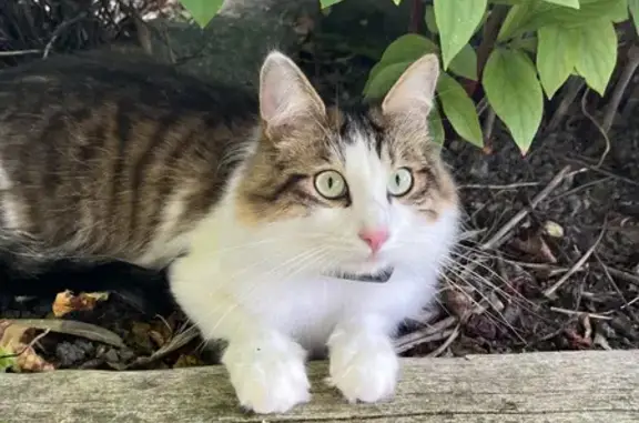 Animaux perdus , photo: Chat européen perdu à Segré-en-Anjou Bleu
