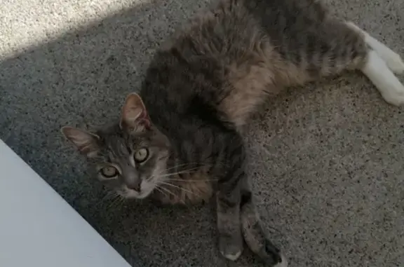 Chat câlin trouvé à Lalbenque - photo
