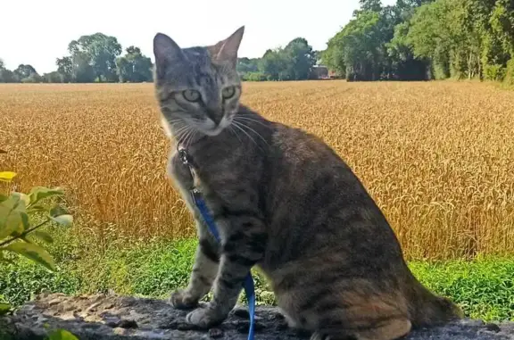 Chat perdu, , photo: Chat tigré perdu à Gouville-sur-Mer