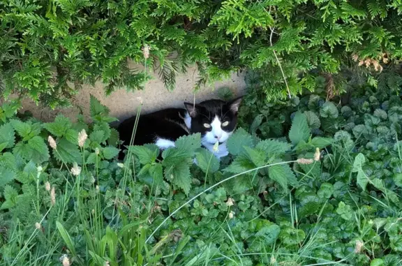 Chat trouvé Gaillon, photo: Chat noir et blanc trouvé, peut-être gestante