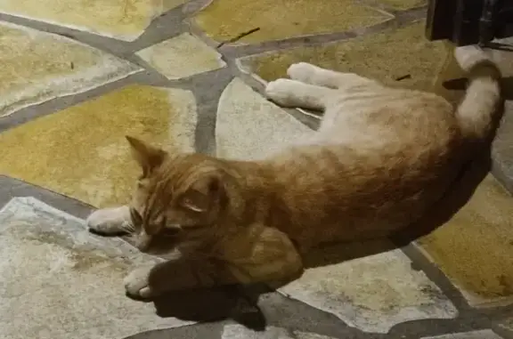 Animaux trouvés Pompignac, photo: Jeune chatte rousse trouvée à Pompignac