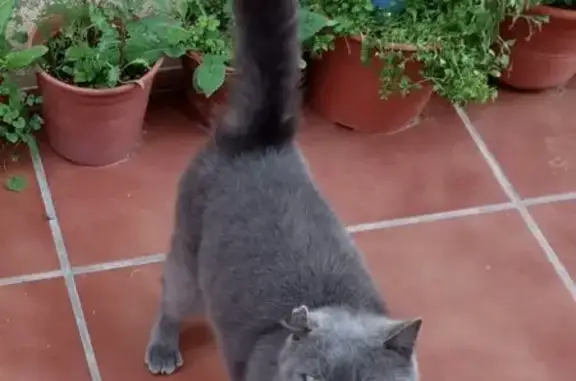 ¡Ayuda! Gato Gris British Oreja Única Perdido