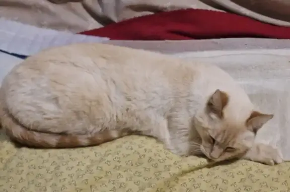 Animaux perdus Angoulême, photo: Chat siamois roux-crème perdu à Angoulême
