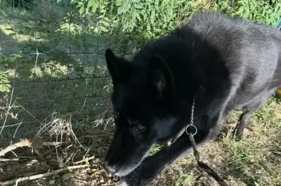 Berger belge noir trouvé à Pissotte - photo