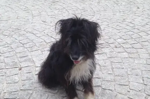 Chien perdu , photo : Chienne noire Tara disparue à Buzy