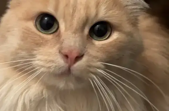 Animaux perdus , photo: Chat roux à poil long disparu à Saint-Haon