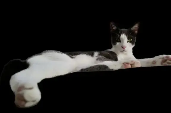 Animaux perdus Toulon, photo: Chat gris et blanc mâle disparu à Toulon