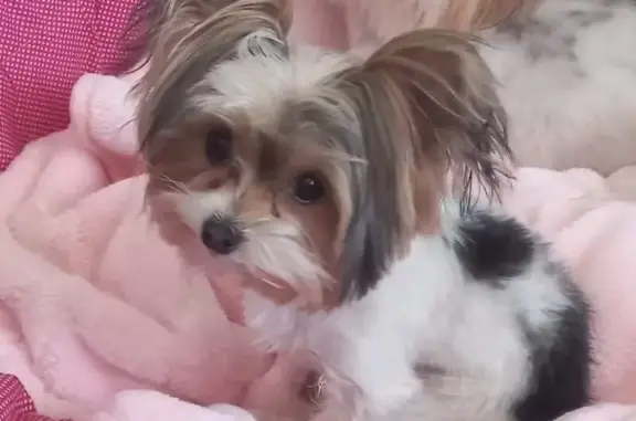 Missing Biewer Yorkie - Korhaan St, Roodepoort