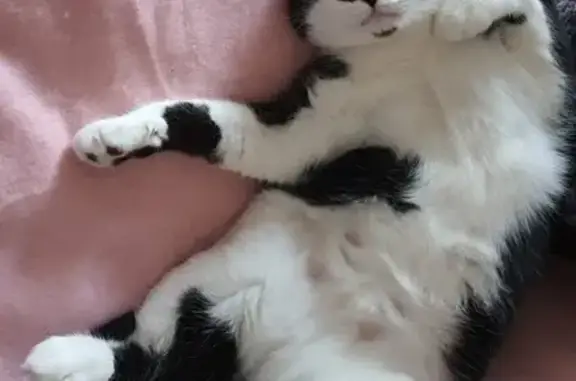 Chatte noire et blanche perdue à Vieuvicq - photo