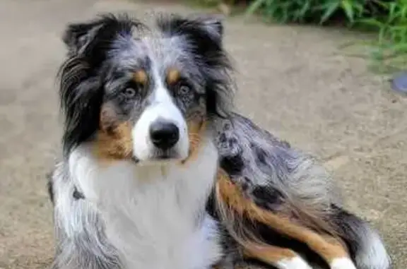 Chien perdu Sauveterre-de-Guyenne, photo : Chienne Berger Australien Perdue à Sauveterre