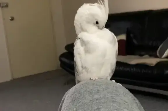 Lost Cockatiel in Belmore - Please Help!