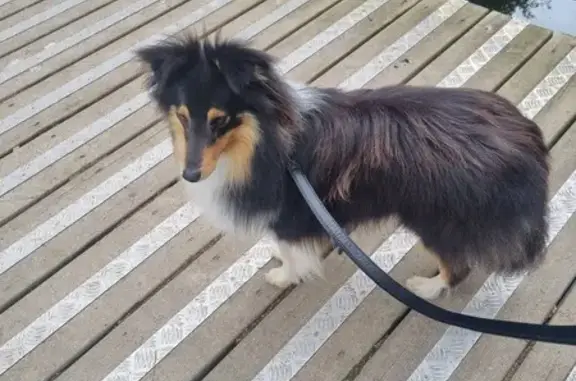 Chien perdu Le Cellier, photo : Chien perdu: Berger des Shetland tricolore