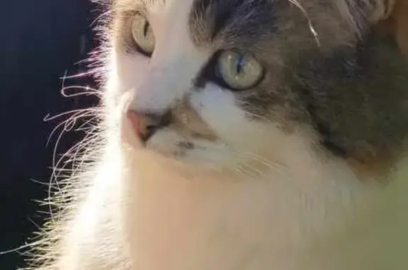 Animaux perdus Nantes, photo: Chatte européenne sans queue perdue à Nantes