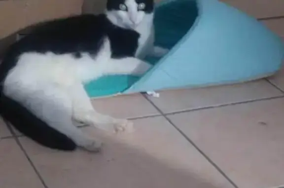 Animaux perdus Toulon, photo: Chat noir et blanc perdu à Toulon