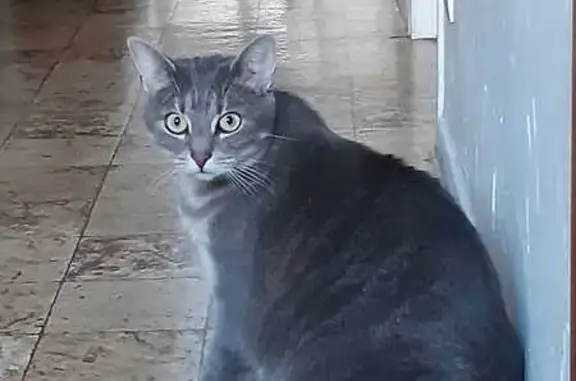 Chatte grise tigrée disparue, Saint-Jorioz - photo
