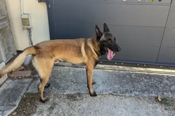 Animaux trouvés Donzère, photo: Jeune Malinois Fauve Trouvé à Donzère