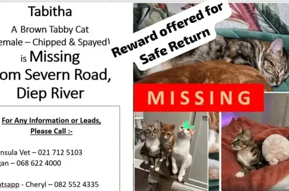 Lost Tabby Cat: Unique Bengal Markings