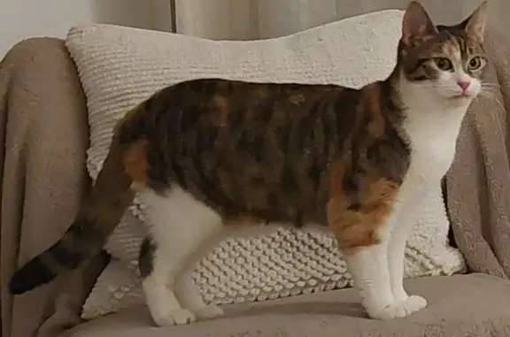 Chat perdu, , photo: Chatte tigrée 1 an disparue le 28/07 au Havre