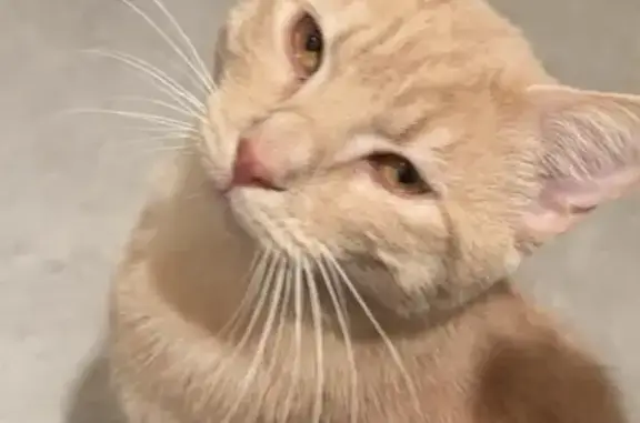 Animaux perdus Yzeure, photo: Chat beige/roux disparu, Rue Berlioz 15, Yzeure