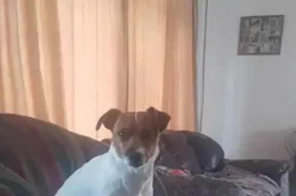 Missing Female Jack Russell in Vredenburg