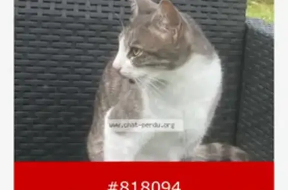Animaux perdus Macheren, photo: Chatte disparue à Macheren, rue de Strasbourg