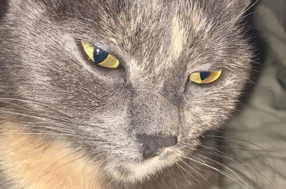 Animaux perdus Brive-la-Gaillarde, photo: Chat Écaille de Tortue Perdu à Brive