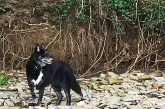Chienne perdue à Brest : husky/border noire - photo