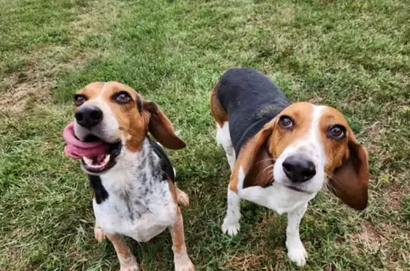 Missing Beagle Mix Brothers - Red Collars