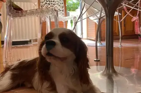 Chien trouvé , photo: Chien retrouvé à Villeneuve-Tolosane