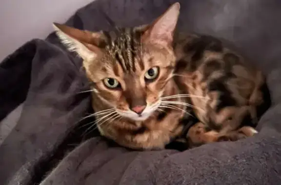 Lost Bengal Cat: Brown & Black, Male, London Rd