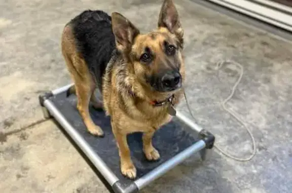 Lost Skittish German Shepherd in Thompson, OH