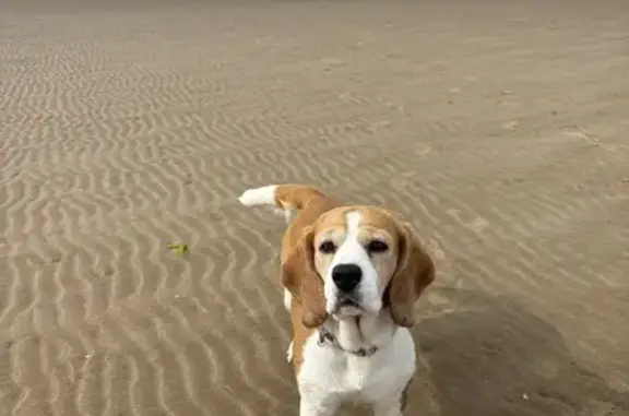 Missing Beagle: Tan & White on Shore Rd, 58