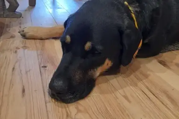 Animaux trouvés , photo: Beauceron trouvé à Finestret, très gentil