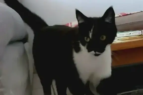 Animaux perdus Épagny Metz-Tessy, photo: Chatte noire et blanche disparue à Epagny