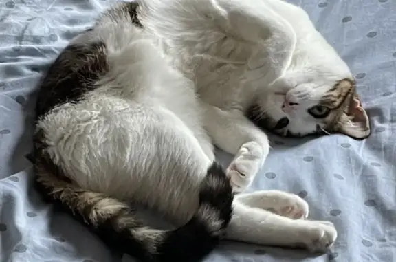 Chat perdu à l'aire de repos de Garabit - photo
