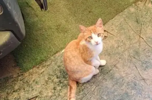 Chat mâle trouvé non pucé, sociable, Pénestin - photo