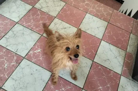 ¡Perro Perdido! Chihuahua-Yorkie Dorado en GDL