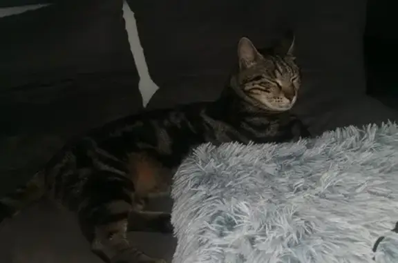 Animaux perdus Le Havre, photo: Chat tigré perdu à Aplemont, Le Havre