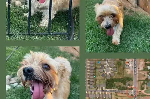 Friendly Blond Dog Found Near Porter & Tecumseh