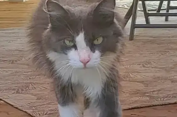 Chat gris et blanc trouvé à Eckbolsheim - photo