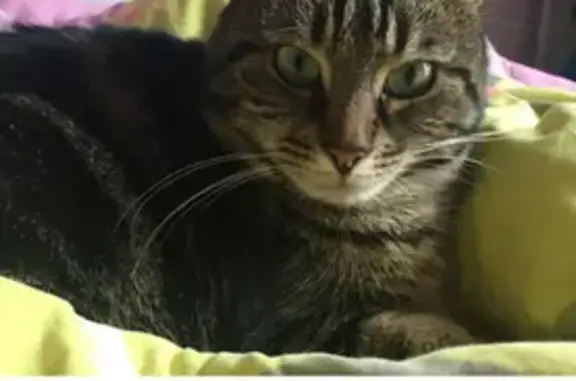 Chat perdu, Paris, photo: Chat Tigré Femelle Disparue à Paris