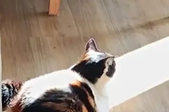 Chat perdu, , photo: Chatte Leyla 9 ans disparue à Laval-de-Cère