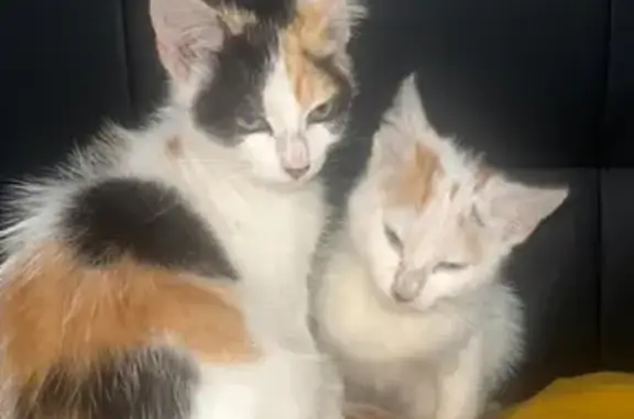 Deux chatons trouvés Rue du Centre, Seloncourt - photo
