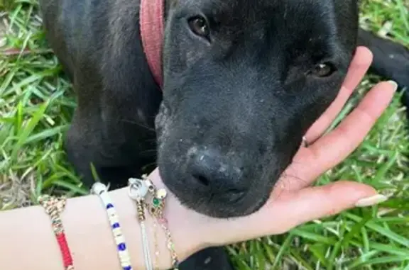 Chien trouvé à Kourou, cherche propriétaires - photo